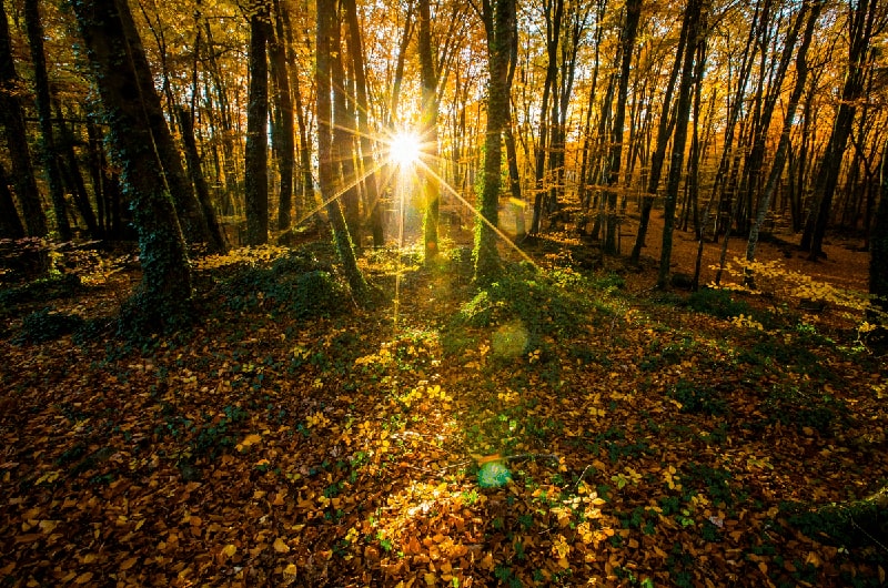 Volcans d'Olot i Bosc d'en Jordà